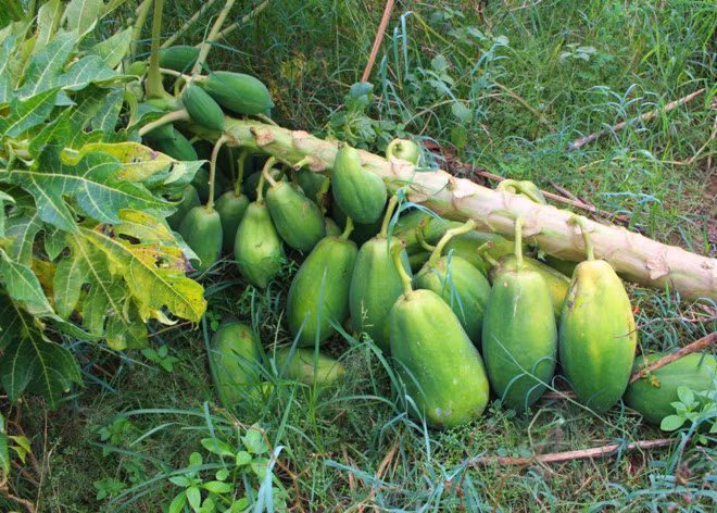 Thương lái không thu mua, không biết bán cho ai, người dân đành bỏ mặc cho đu đủ chín rụng, cây gãy đầy vườn. Ảnh: Zing.