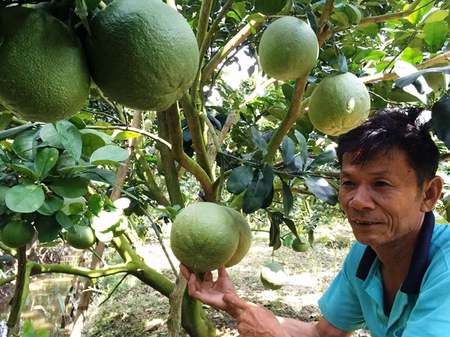 Phuc lan: Xay duoc “biet phu” tu trong buoi da xanh-Hinh-3