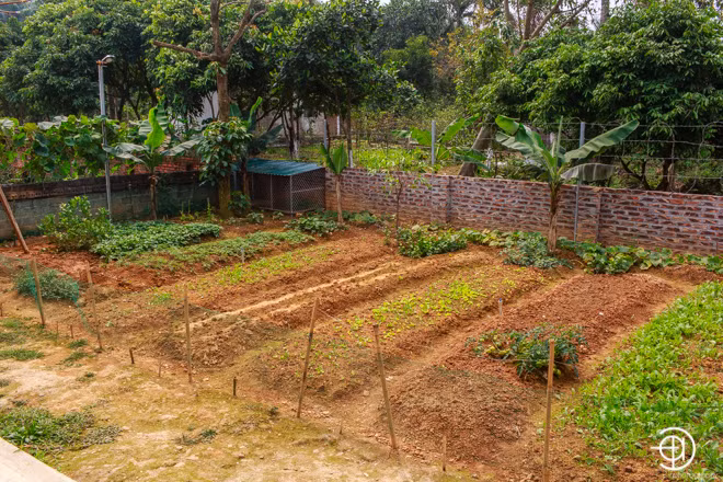 Toàn bộ khu đất phía sau được gia đình trưng dụng thành vườn trồng rau sạch: "Ở vườn nhà, chúng tôi trồng đủ các loại rau. Mỗi thứ một ít thôi, đủ cho cả nhà sử dụng để luôn yên tâm rằng mình ăn thực phẩm có nguồn gốc rõ ràng"- ca sĩ Việt Hoàn cho biết.