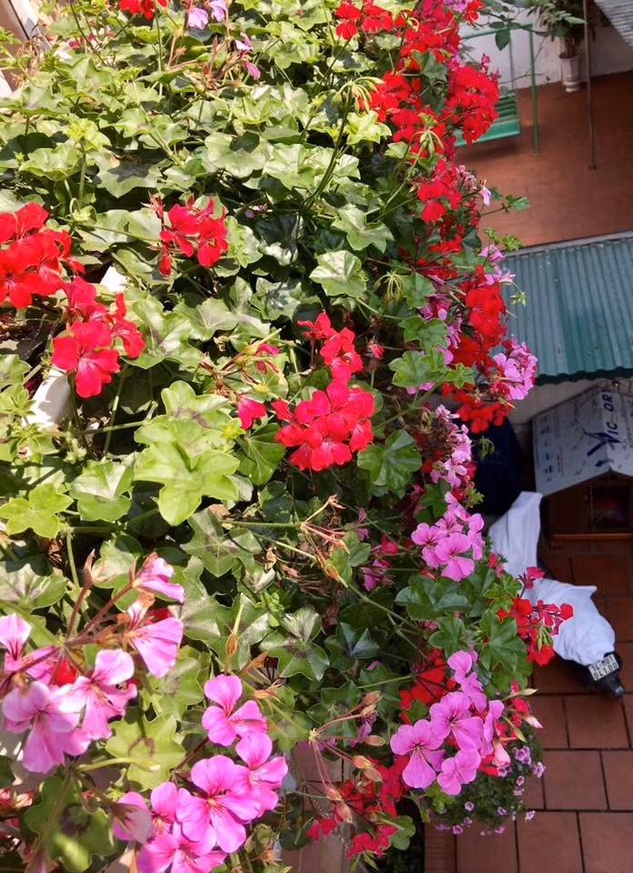 Đi từ phía ngoài cổng vào đến từng ngóc ngách của căn nhà sẽ không thấy nơi nào thiếu vắng các chậu hoa, chậu kiểng đủ màu sắc.