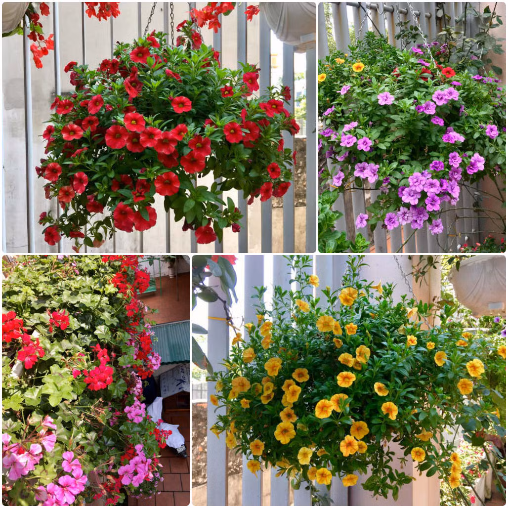 Ngoài lời chia sẻ thú vị này, mẹ của "thánh lầy" Bích Phương còn thường xuyên cập nhật hình ảnh đời thường khoe thú vui chơi hoa kèm theo những dòng trạng thái hài hước, bình luận vui vẻ, cởi mở với cư dân mạng.