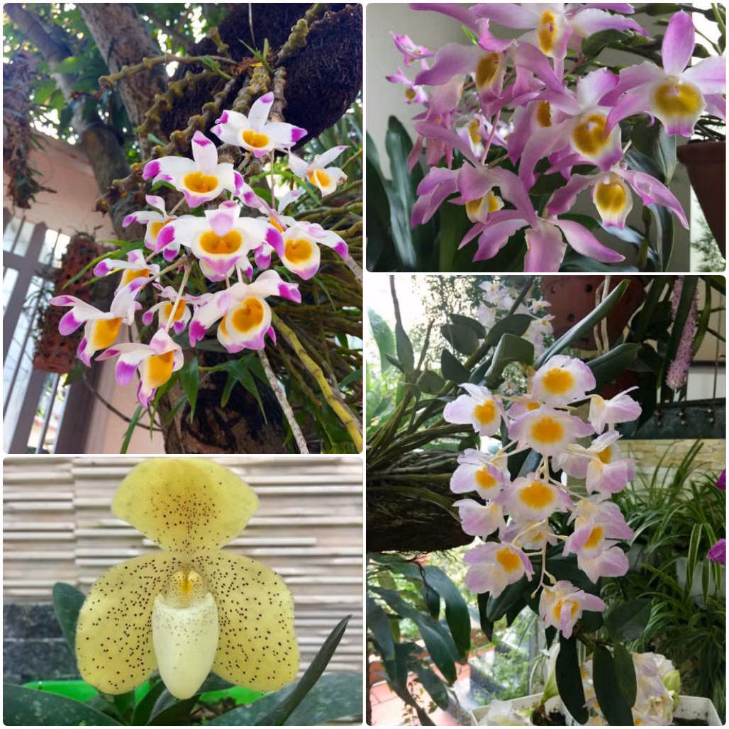 Ngắm loạt ảnh nhà Bích Phương, nhiều người cứ ngỡ như đang lạc vào một vườn hoa đầy sắc màu.