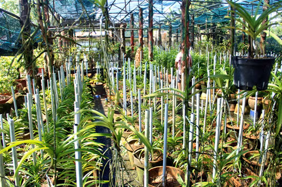 Vườn hoa nhà người mẫu chuyển giới Lâm Khánh Chi nom không khác gì trang trại.