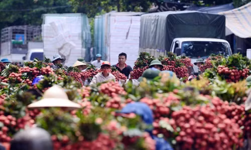 Gia vai thieu cao nhat 60 nam o Bac Giang-Hinh-2