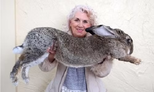 Van den chua thoi "am" United Airlines: Tho khong lo chet tren may bay