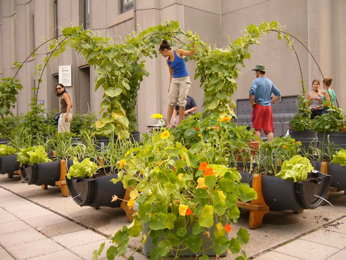 Tận dụng những thùng nhựa lớn bỏ đi, gia chủ có được vườn rau xanh đẹp hút mắt. Ảnh: Generva.