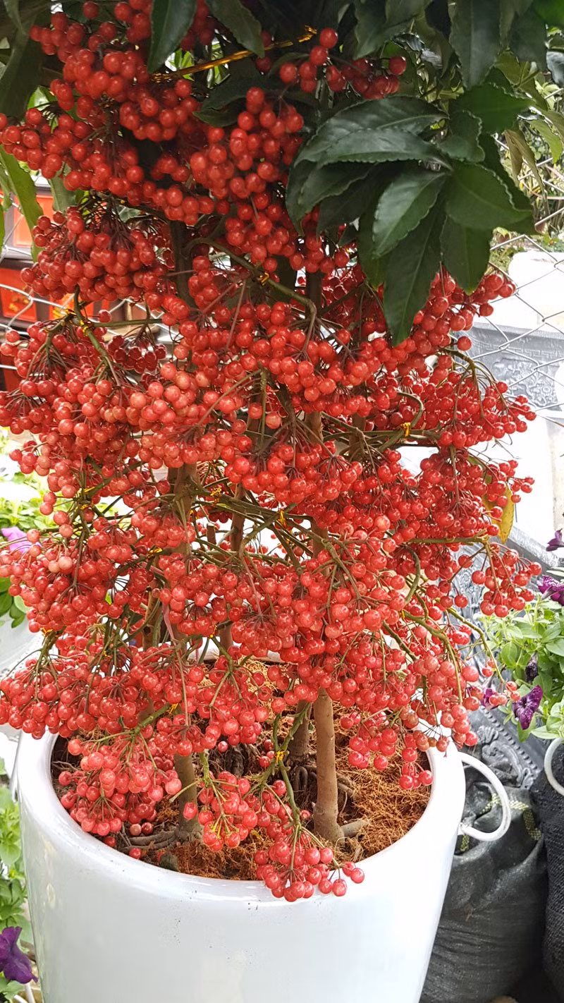 Loài cây có quả màu đỏ thành từng chùm bán sát gốc cây cũng được tượng trưng cho sự may mắn, sung túc.Thepo