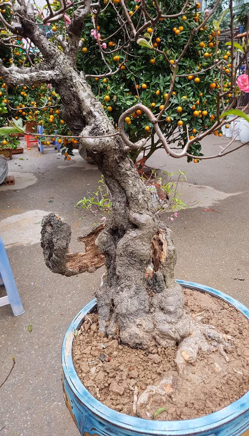 Cũng bởi vẻ khác biệt đó, cây đào trở thành cây "dị" nhất trong chợ hoa xuân Vạn Phúc năm 2017.