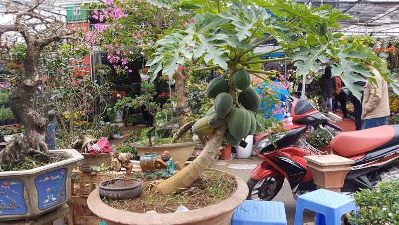 Cây đu đủ dáng xiêu cũng được lên chậu làm cây đón chào năm mới, với ý nghĩa sung túc, đầy đủ...