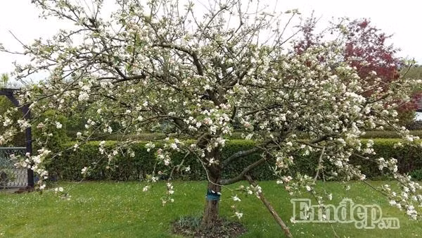 Về kinh nghiệm làm vườn, ông bố đảm đang bật mí anh thường xuyên tham gia học hỏi các nhóm trồng cây trên mạng xã hội và học từ dân bản địa. Khi trồng trọt, anh áp dụng nguyên tắc của các cụ là "Nhất nước, nhị phân, tam cần, tứ giống". Để rau và cây trái phát triển tốt, anh bón phân chuồng được xin từ các trại chăn nuôi với công thức: trộn phân vào đất và ủ khoảng 2-3 tháng trước khi tiến hành trồng trọt.