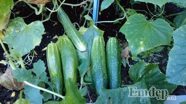 Dưa chuột anh Hùng trồng quả to, bóng và sai lúc lỉu.