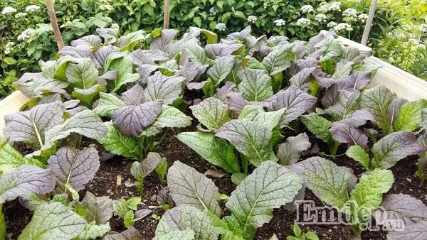 Ngoài ra, ông bố đảm đang này còn trồng rất nhiều loại rau xanh khác như xà lách, rau cải, mùng tơi, cà chua, bí đao, bí đỏ... Tùy từng thời điểm mà anh trồng rau mùa nào thức đó. Toàn bộ số rau anh trồng chủ yếu là để cung cấp cho gia đình dùng, còn lại một số đem tặng bạn bè.