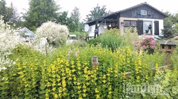 Ngoài trồng rau, anh Hùng còn rất thích trồng hoa. Hiện trong vườn nhà anh đang có khoảng 50 loại hoa nở rải rác từ cuối tháng 3 cho đến hết tháng 10, còn đến mùa Đông anh tạm nghỉ làm vườn vì thời tiết quá lạnh.