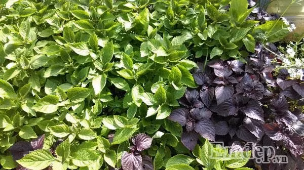 Sau khi mua vườn, anh bắt tay vào dọn dẹp, làm sạch các loại hoa lâu năm. Những loại rau đầu tiên anh trồng là rau thơm của Việt Nam vì ở Đức không có rau thơm để ăn hoặc có thì rất đắt. Một số loại rau thơm anh trồng gồm tía tô, rau ngò, rau kinh giới, húng quế, rau răm...