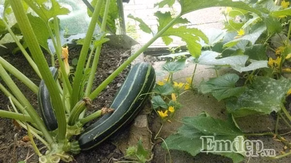 Rau trái thường được ông bố đảm này trồng thay phiên nhau mà không phải trồng ào ạt cùng một lúc nên nhà có rau sạch ăn quanh năm.