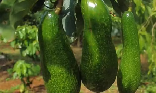 Quả bơ có da bóng, thịt màu vàng, mịn và dẻo. Ảnh: VTC14.