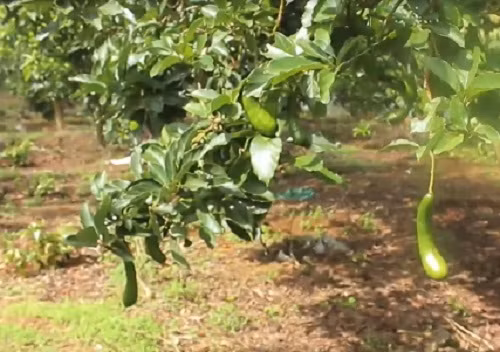 Do độc đáo và mới lạ nên giống bơ này đang được thị trường rất ưa chuộng. Ảnh: VTC14.