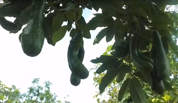 Nhiều thời điểm, lượng bơ không đủ cung cấp cho thị trường. Ảnh: VTC14.