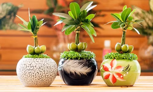 Với những bạn gái thích hoa cỏ, cây xanh, bạn có thể chọn một chậu cây để bàn. Chậu cây mang đến không gian xanh, giúp bạn gái phần nào bớt đi áp lực cuộc sống. Ảnh: Cayxanhviet.