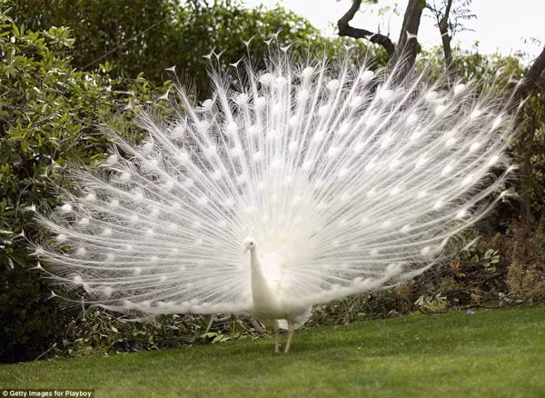 Biệt thự của Hugh Hefner còn có ba vườn thú với nhiều loài động vật khác nhau. Ảnh: Getty.