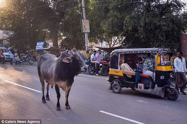 Nhớ về những rắc rối của mình, Jack nhận ra dường như mọi thứ đến một cách liên tiếp. Năm 2016, Jack và bạn gái đến Ấn Độ. Trên đường đi, khi anh đang tranh cãi với lái xe tuk tuk về giá cả thì một con bò từ đâu xuất hiện và húc vào Alice.