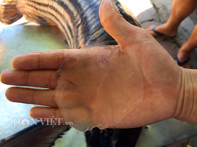 Trong hình là chiếc vẩy của cá sọc dưa với kích thước to hơn tay của một người lớn. Điều đó chứng tỏ, độ khủng của hai con cá sọc dưa này.