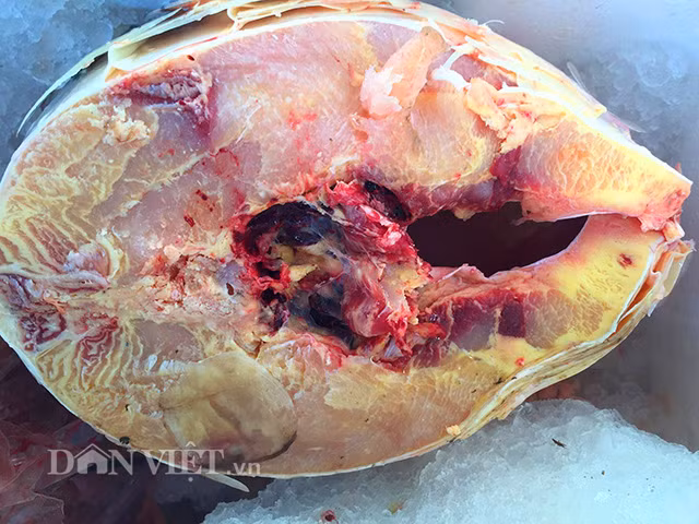 Chủ nhân của nhà hàng này cũng khẳng định chắc nịch, nếu tính về chất lượng thịt thì cá sọc dưa có lẽ chỉ xếp sau cá hô quý hiếm.