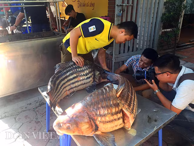 Rất đông người dân kéo đến xem hai con cá sọc dưa khủng hiếm có này. Chủ nhà hàng tiết lộ, cá sọc dưa có thể chế biến thành vô vàn các món ăn hấp dẫn khác nhau. Tuy nhiên, món ngon nhất của nhà hàng là món sọc dưa hấp cá hỏa diệm sơn, món ăn không nơi nào có.