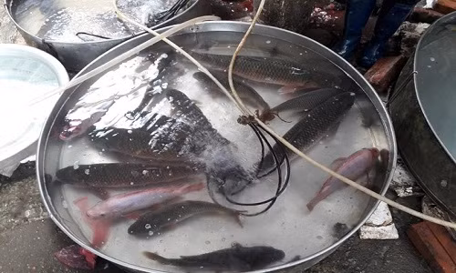 Het hon 1,5 trieu dong/con ca chep van chay hang