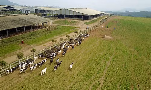 Doanh nghiep dat nen mong san xuat sua tuoi organic tai Viet Nam