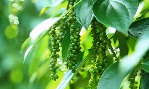 Vach mat chieu tro hiem ac cua thuong lai Trung Quoc