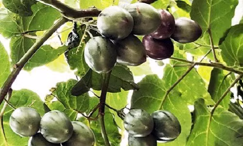 Trong thanh cong sieu qua 1 trieu dong/kg o Lam Dong