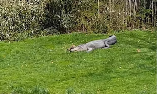 Soc ca gan “de dau cuoi co” ca sau khong lo