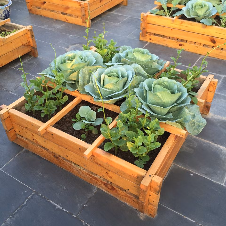 Bắp cải xen lẫn mùng tơi.