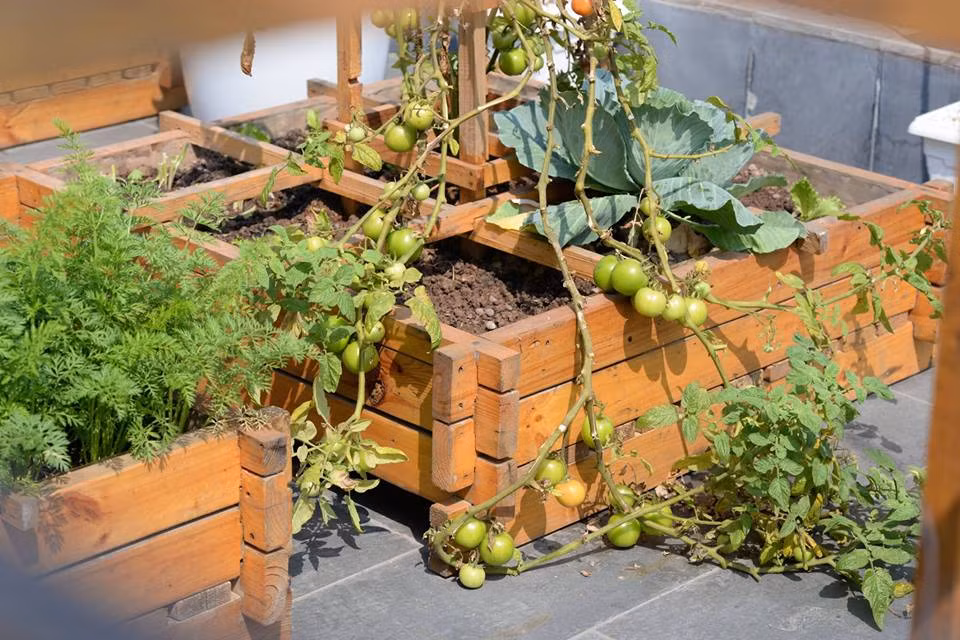  Vườn rau trong khung gỗ sang chảnh khiến nhiều người mê mệt.