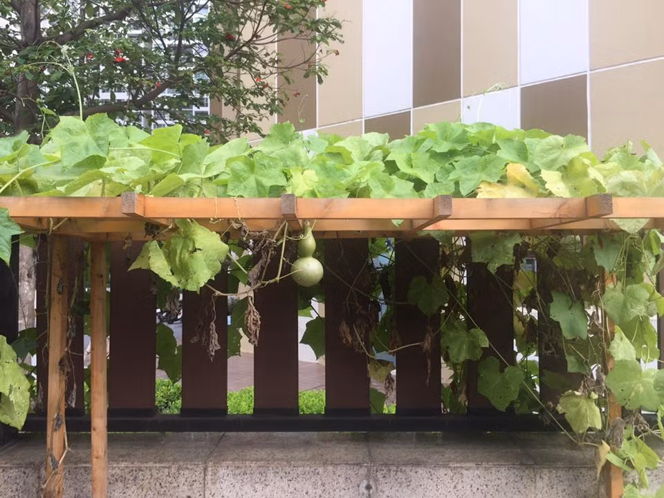 Giàn bầu hồ lô được khung gỗ gọn gàng và đẹp mắt.