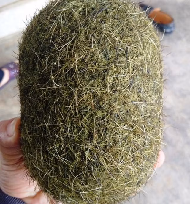 Có khách đã trả giá hàng trăm triệu cho vật thể lạ này. Ảnh: Gia đình &amp; xã hội.