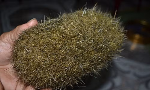 Vật thể lạ có hình bầu dục, lông cứng màu bạch kim và nặng 0,8kg. Ảnh: Gia đình &amp; xã hội.