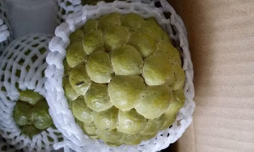 Mặc dù có giá bán khá đắt 300.000 đồng/kg nhưng na Đài Loan vẫn được dân sành ăn lùng mua. Ảnh: FB Hoa quả nhập ngoại.