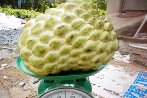 Na Thái Lan nặng 0,5-0,7 kg, có quả lên đến hơn 1 kg cũng từng khiến người tiêu dùng Việt ráo riết lùng mua. Ảnh: Agriviet.