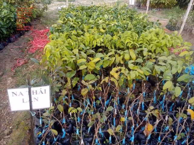 Nhiều người còn đi tìm mua cả cây giống về trồng dù phải trồng tới ba năm cây mới ra trái. Ảnh: Vietnamnet.