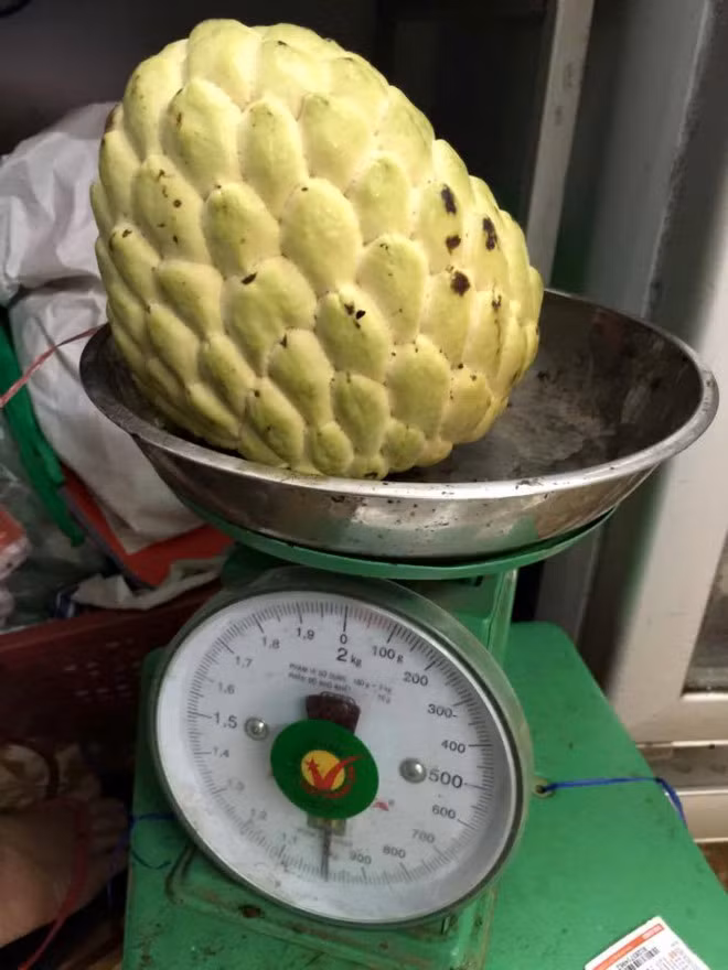 Giống na này được nhiều người ưa chuộng bởi có vị ngọt và ít hạt. Giá bán dao động 90.000-100.000 đồng/kg tuỳ thời điểm nhưng luôn trong tình trạng cháy hàng. Ảnh: Zing.