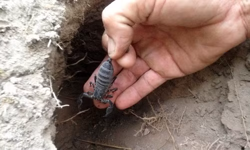 Người dân phải lần theo các mô đất để tìm hang bọ cạp. Ảnh: Nhadatso.