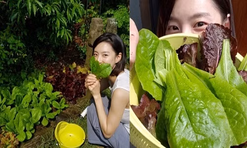Vuon rau tot um trong biet thu cua vo chong Bae Yong Joon