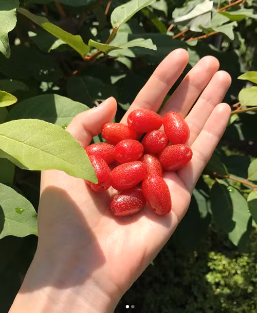 Ngoài rau, bà xã Bae Yong Joon còn trồng cả nhót tây. Ảnh: Instagram.