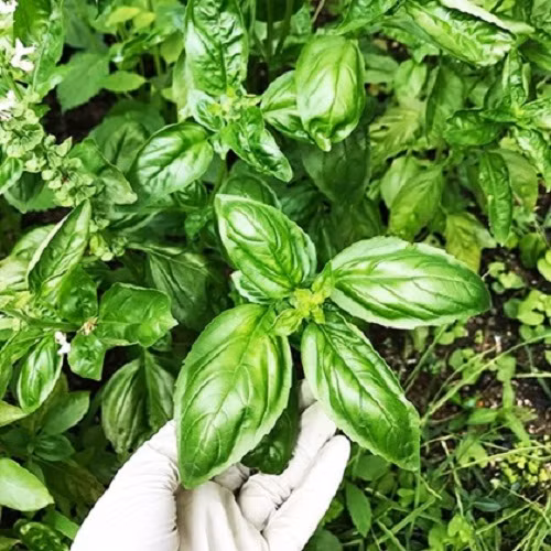 Đủ các loại rau theo mùa. Ảnh: Instagram.