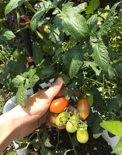 Cà chua sai trĩu quả. Ảnh: Newspim.