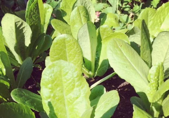 Park Soo Jin tự tay trồng và chăm sóc rất nhiều loại rau. Ảnh: Instagram.