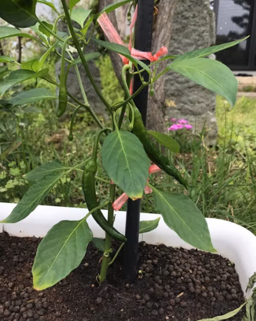 Cây ớt nhỏ nhưng cho nhiều trái. Ảnh: Instagram.