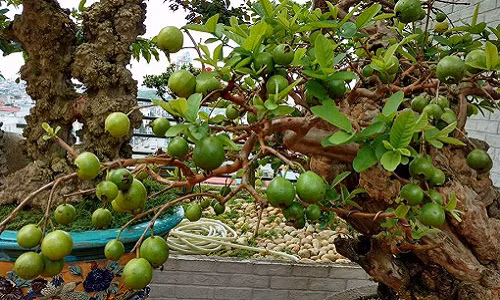 Nhiều người thích thú trả đến tiền tỷ nhưng ông Thọ vẫn không muốn bán. Ảnh: Dân Việt.